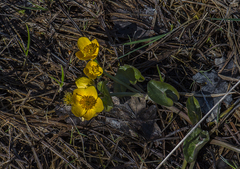 Caltha palustris palustris