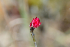 Achyranthemum affine