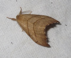 Falcaria lacertinaria