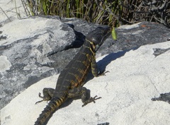 Pseudocordylus microlepidotus microlepidotus