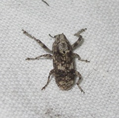 Gasterocercus depressirostris