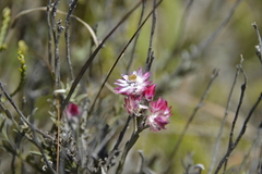 Achyranthemum affine