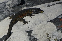Pseudocordylus microlepidotus microlepidotus