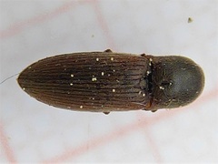 Agriotes sputator