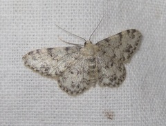 Idaea contiguaria