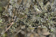 Achyranthemum affine