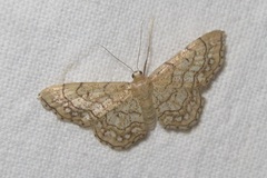 Idaea moniliata