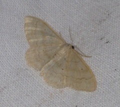 Idaea straminata