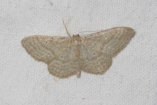 Idaea sylvestraria