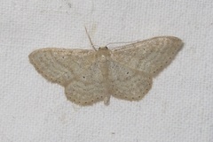 Idaea sylvestraria