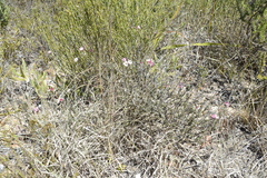 Achyranthemum affine