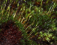 Bryoerythrophyllum recurvirostrum