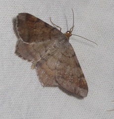 Macaria liturata