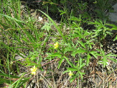 Potentilla flagellaris