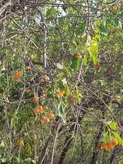 Cordia dichotoma