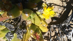 Glottiphyllum