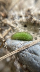 Lycaena phlaeas daimio