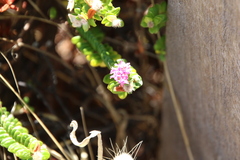Pimelea ferruginea