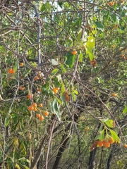 Cordia dichotoma