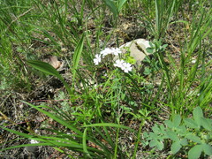 Silene linnaeana