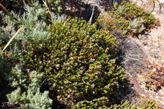 Pimelea ferruginea