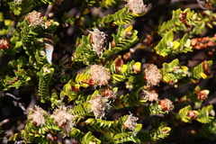 Pimelea ferruginea