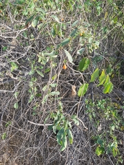 Cordia dichotoma