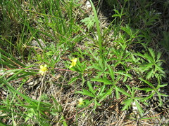 Potentilla flagellaris