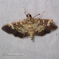 Uresiphita quinquigera