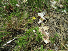 Potentilla flagellaris