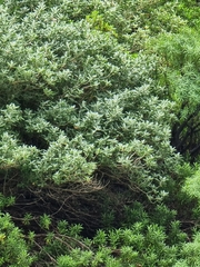 Teucrium heterophyllum