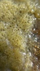 Ephydatia fluviatilis