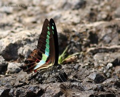 Graphium teredon