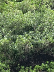 Teucrium heterophyllum