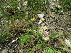 Potentilla flagellaris