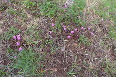 Cyclamen graecum