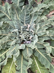 Verbascum speciosum