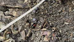 Armadillidium vulgare