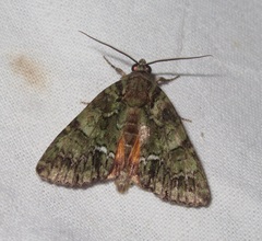 Polyphaenis sericata