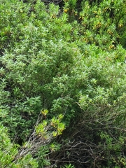 Teucrium heterophyllum