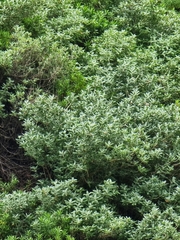 Teucrium heterophyllum