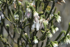 Erica pectinifolia
