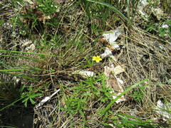 Potentilla flagellaris