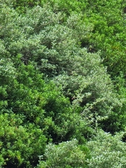 Teucrium heterophyllum