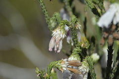Erica pectinifolia