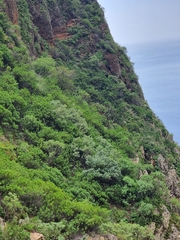 Teucrium heterophyllum