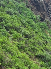 Teucrium heterophyllum
