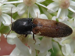 Agriotes ustulatus