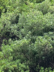 Teucrium heterophyllum