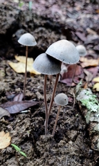 Panaeolus papilionaceus